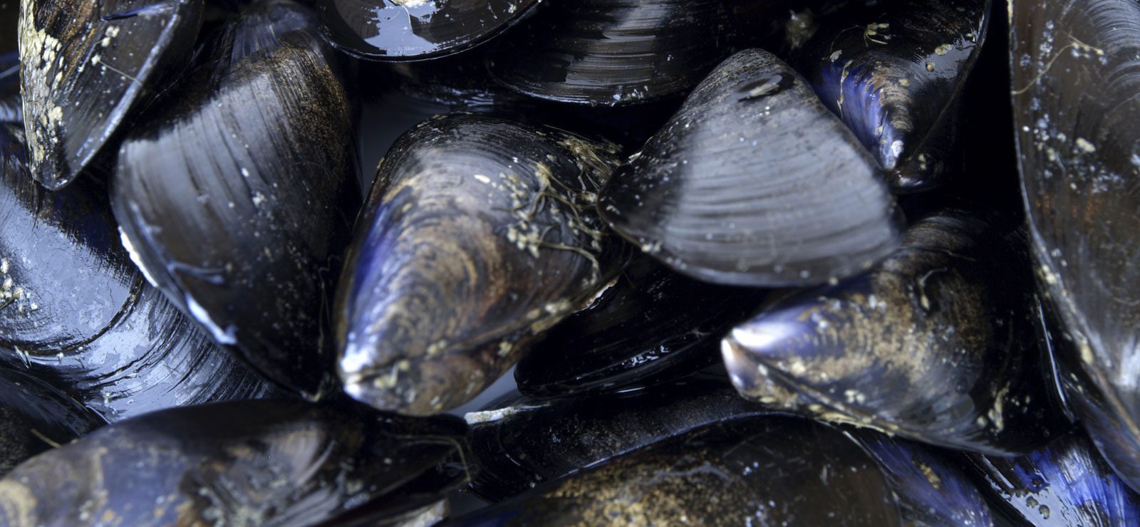 Fresh Australian Mussels